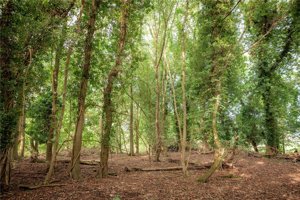 Woodland Off Shelford Road, Whittlesford picture 4