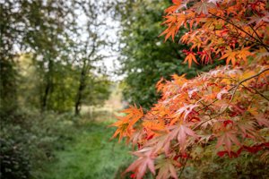 Woodland Off Shelford Road, Whittlesford picture 6