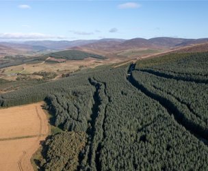 Glen Moy Woodlands, Bridgend picture 1
