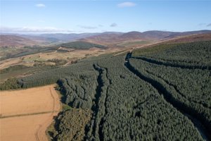 Glen Moy Woodlands, Bridgend picture 1