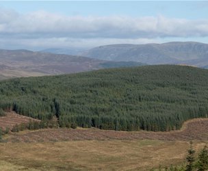 Glen Moy Woodlands, Bridgend picture 2