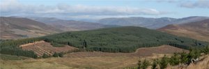 Glen Moy Woodlands, Bridgend picture 2