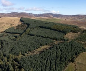 Glen Moy Woodlands, Bridgend picture 3