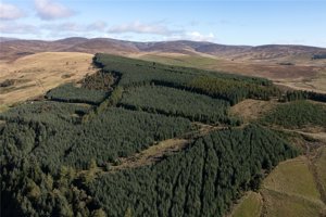 Glen Moy Woodlands, Bridgend picture 3