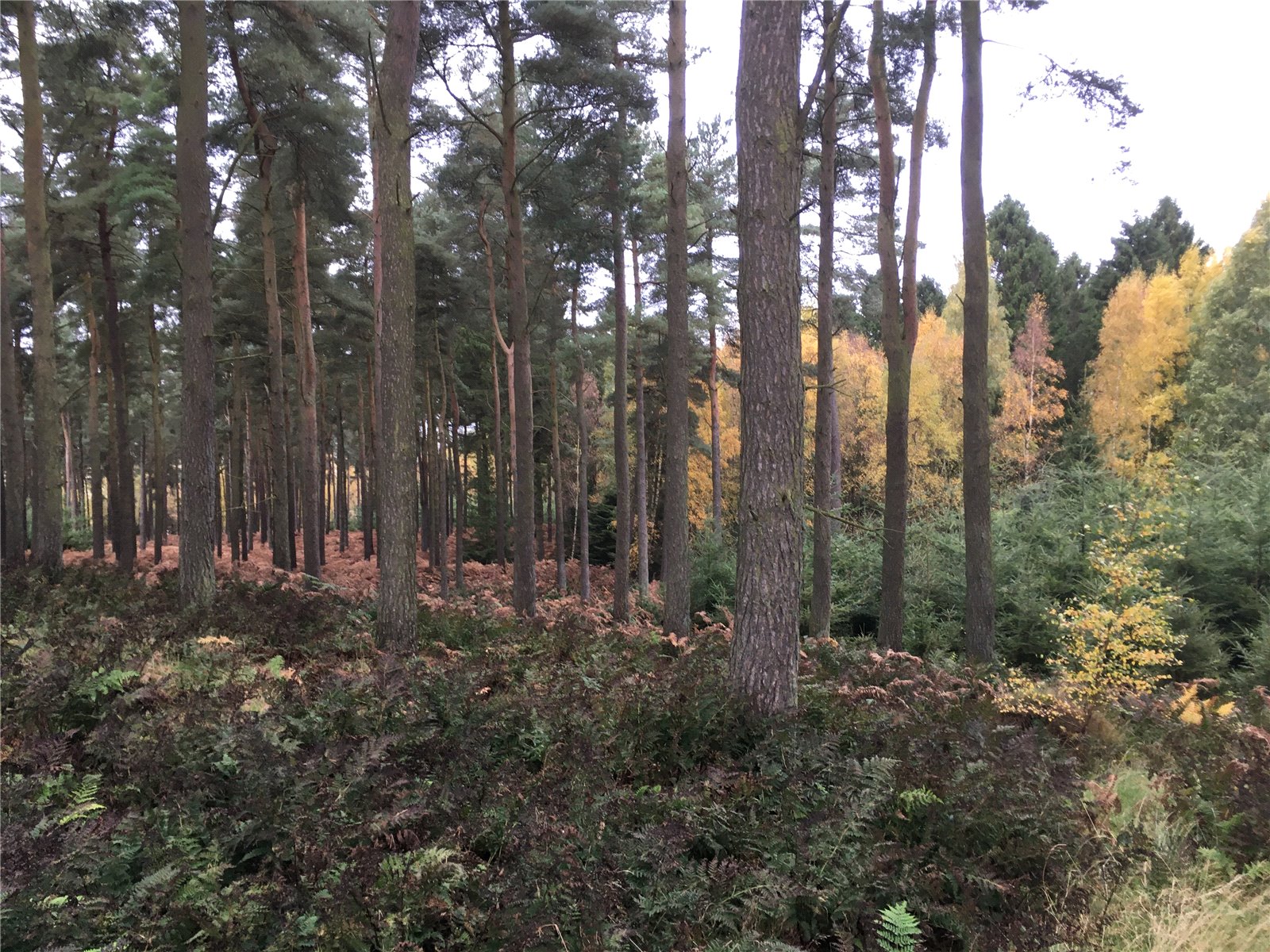 Gartarry Wood, Alloa picture 1