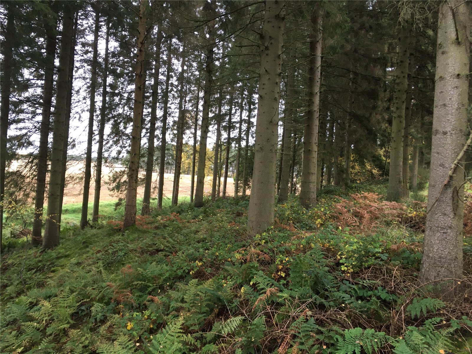Gartarry Wood, Alloa picture 2