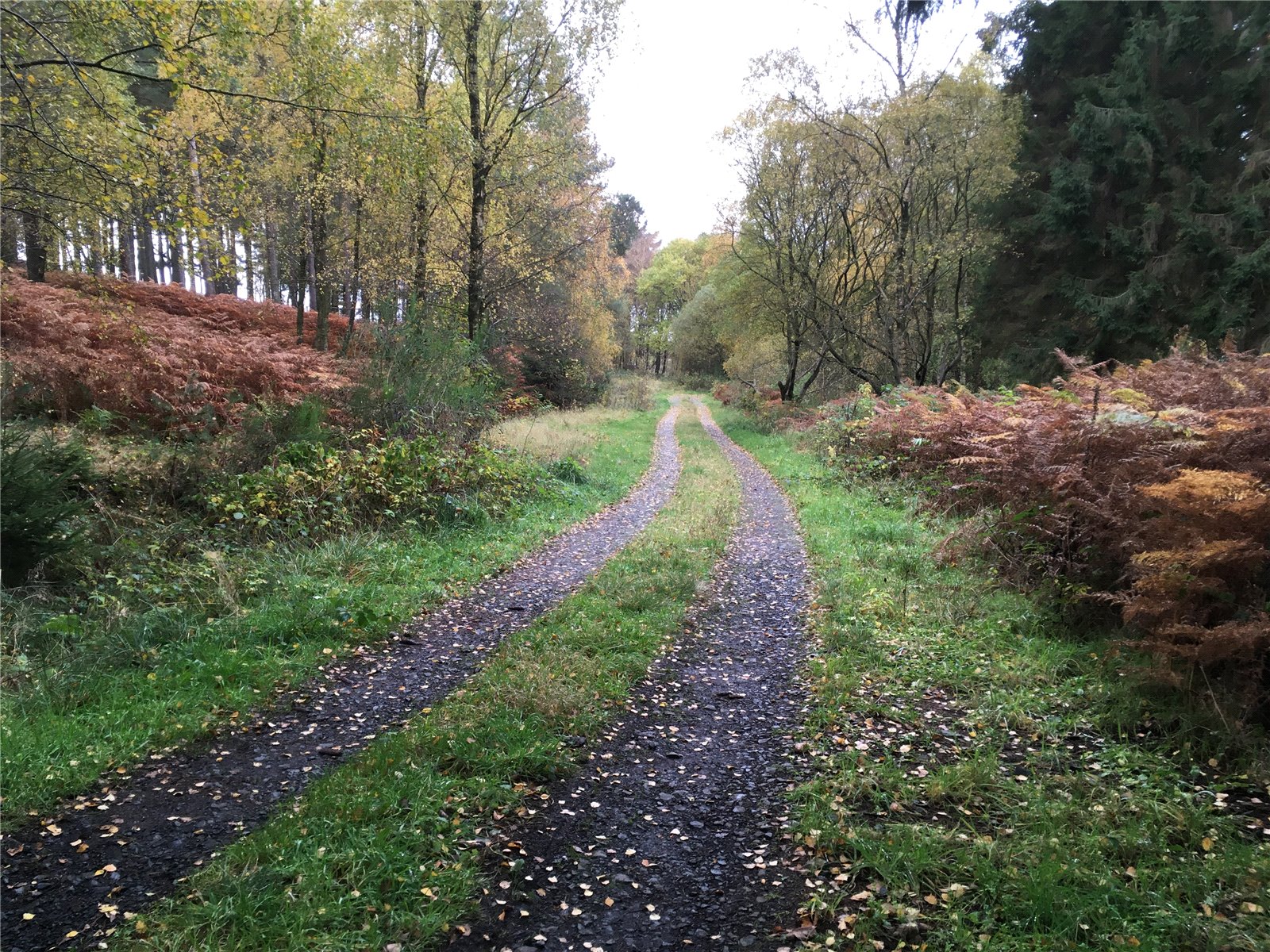 Gartarry Wood, Alloa picture 3