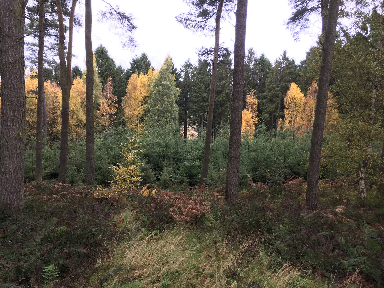 Gartarry Wood, Alloa picture 4