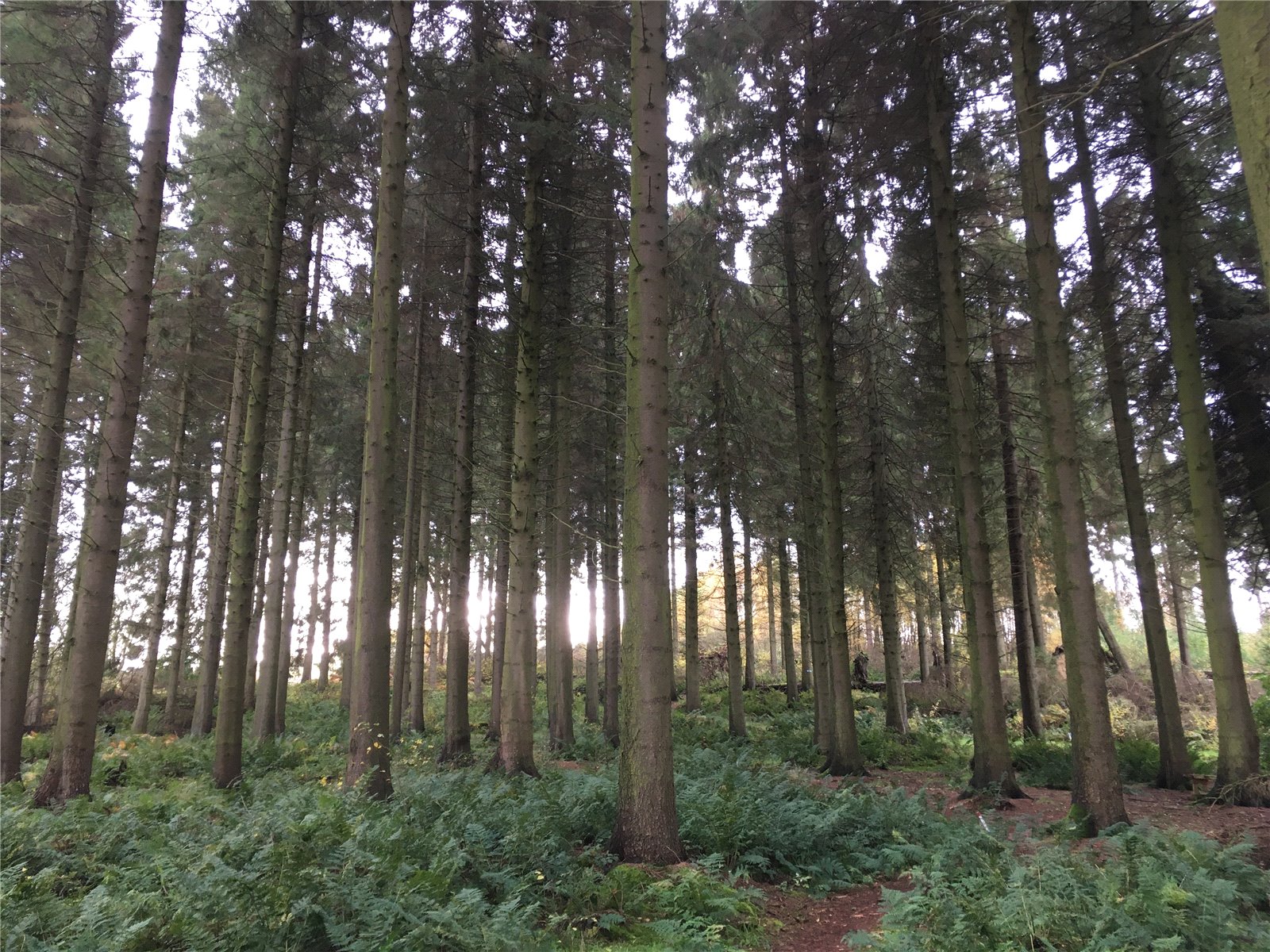 Gartarry Wood, Alloa picture 5