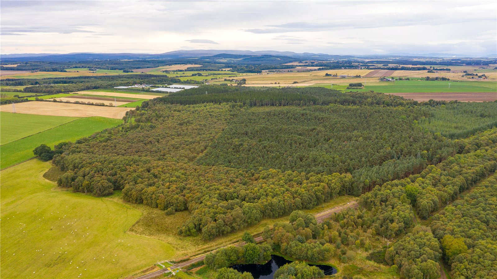 Inshoch Moss Woods, Nairn picture 2