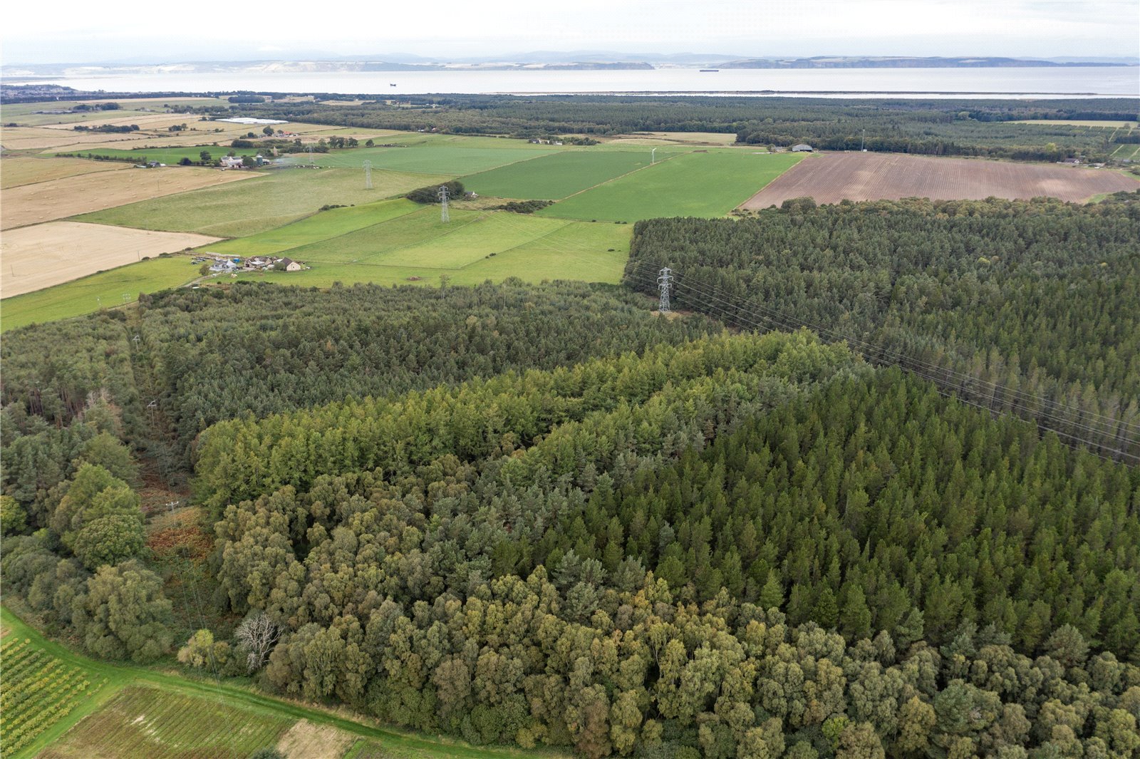 Inshoch Moss Woods, Nairn picture 5