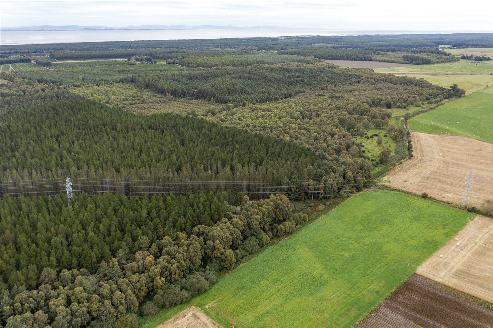 Inshoch Moss Woods, Nairn picture 6