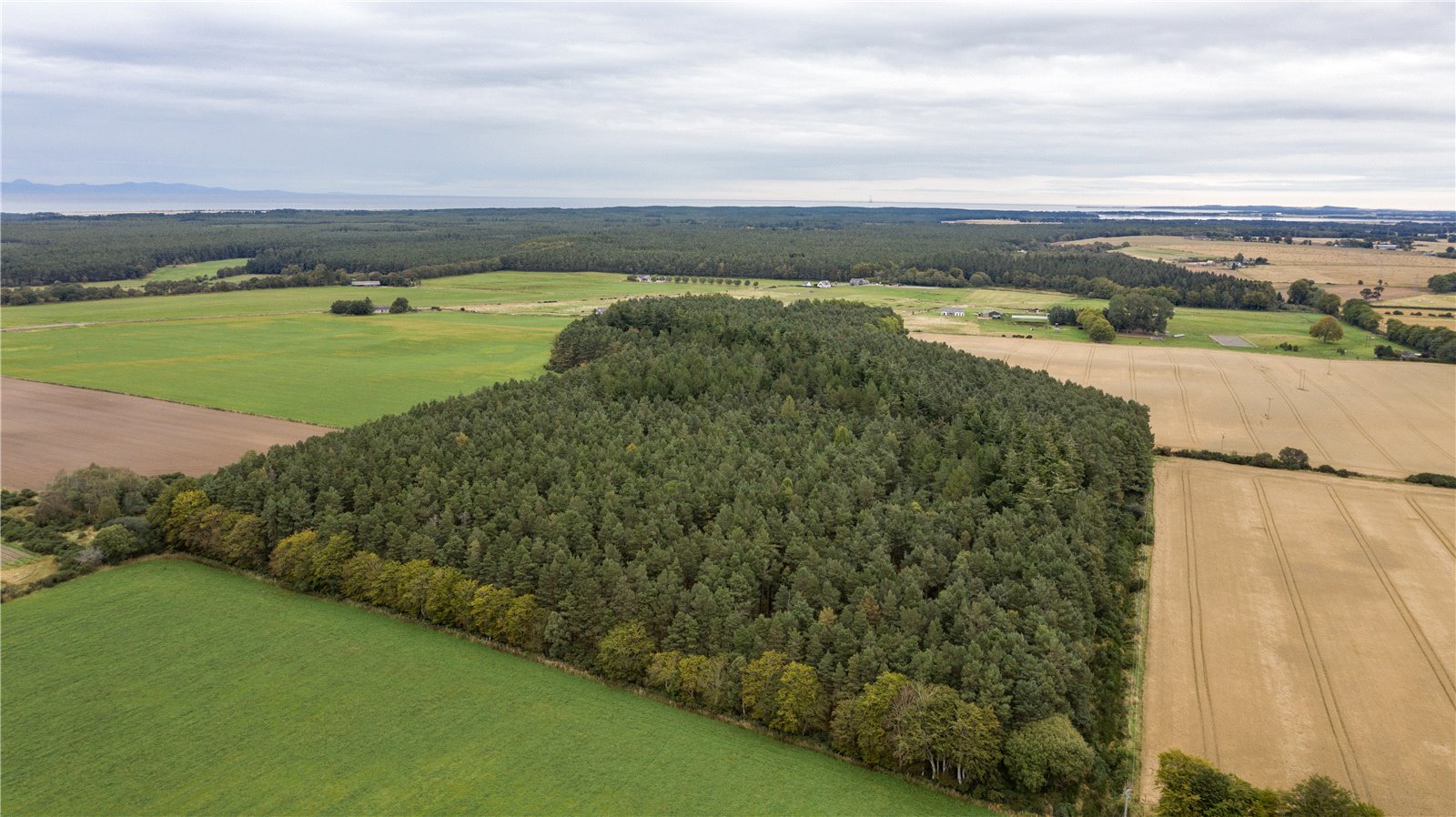 Downie Wood, Brodie picture 3