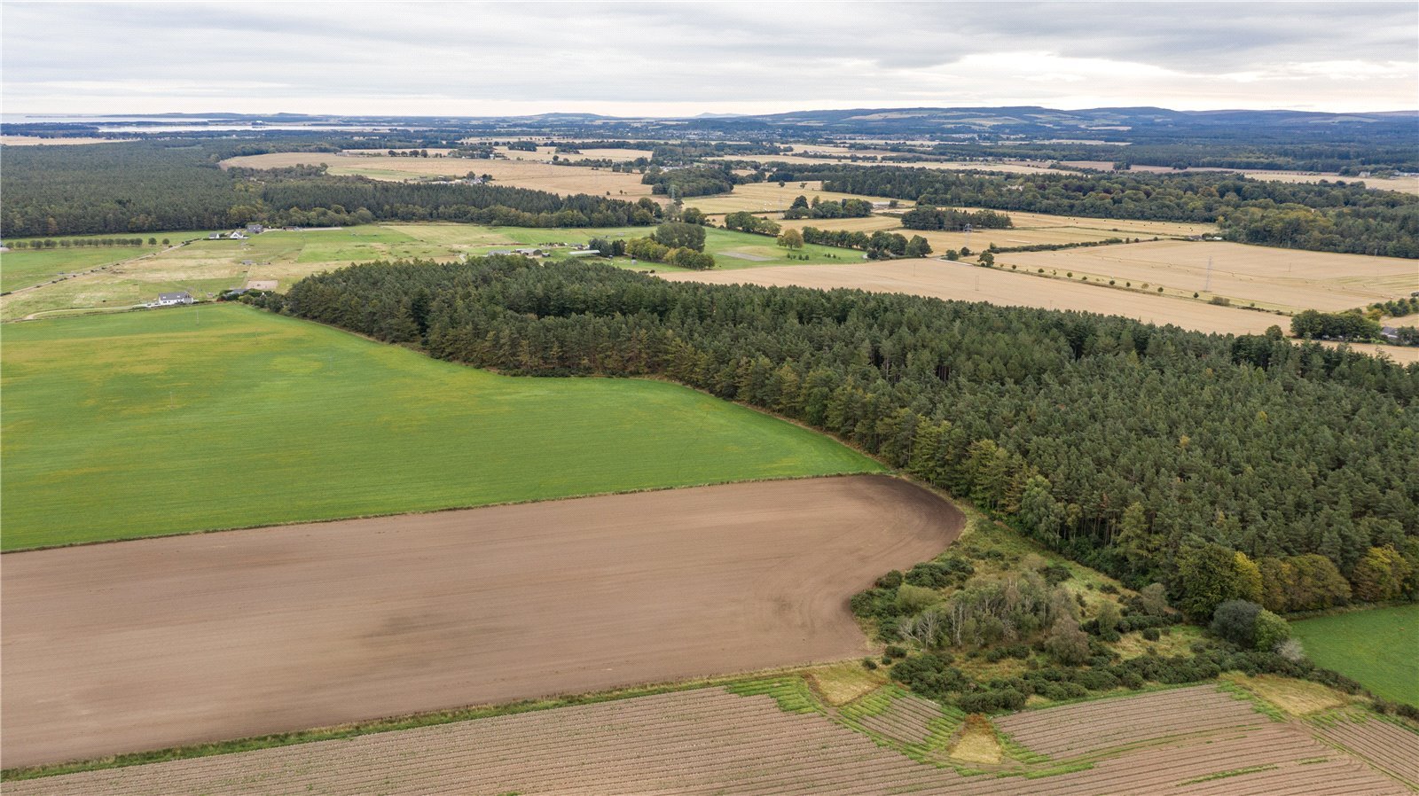 Downie Wood, Brodie picture 5