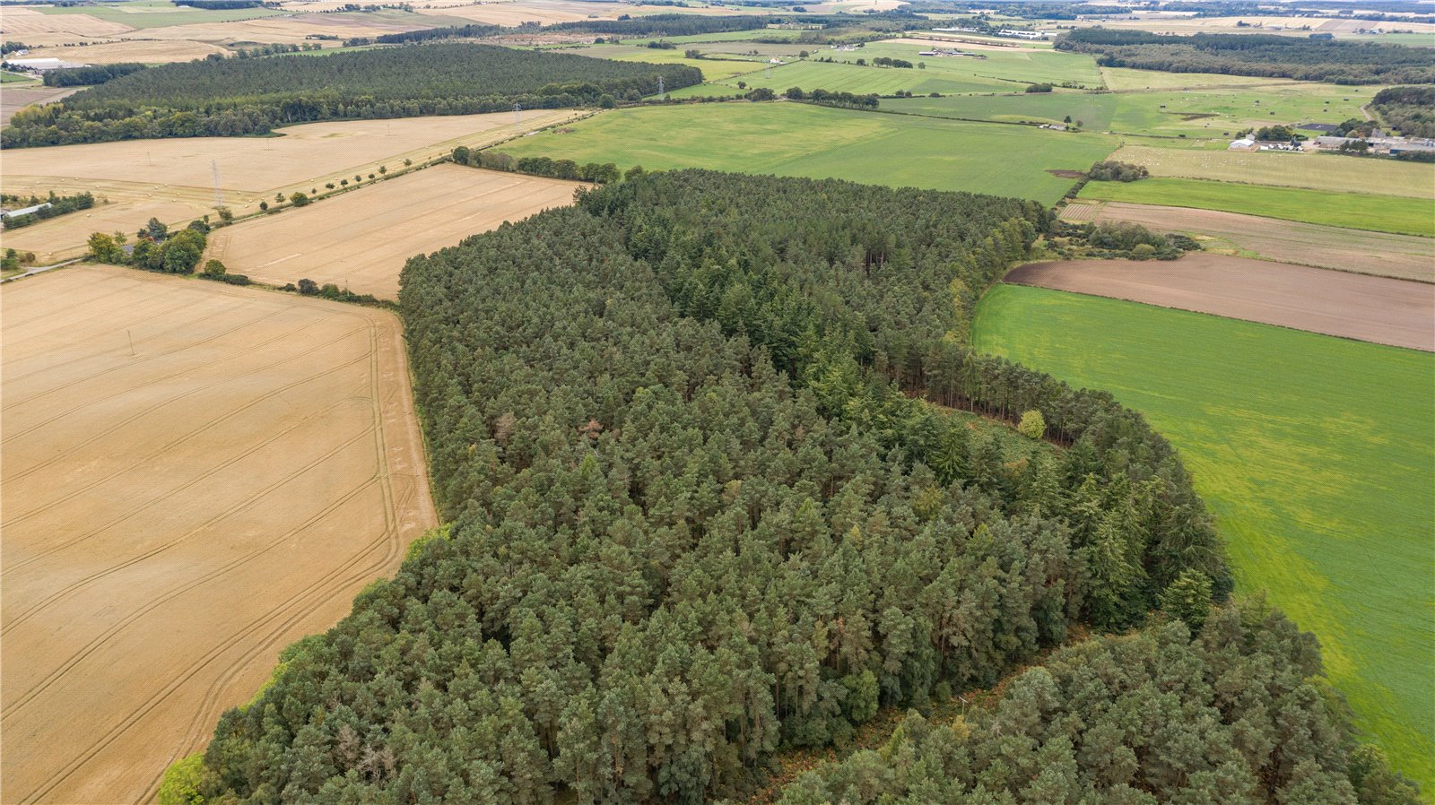 Downie Wood, Brodie picture 1