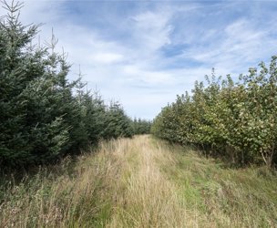 West Glenouther & Whitelee, Stewarton picture 2