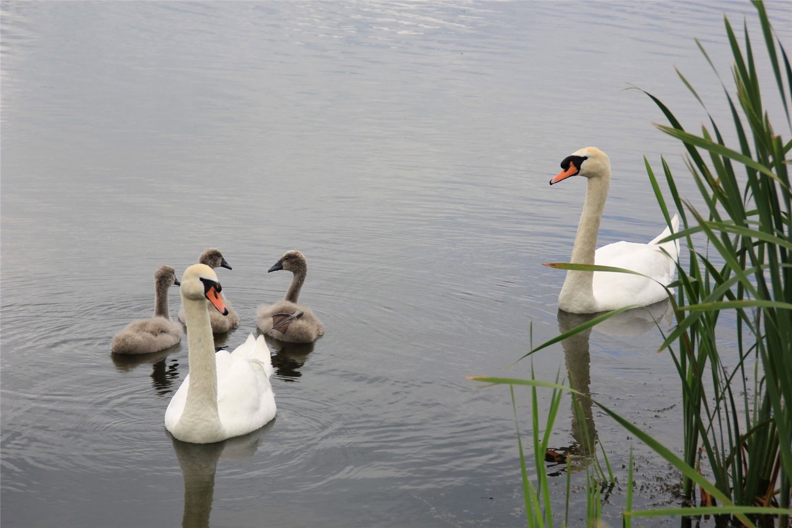Wollaston, Wellingborough picture 4