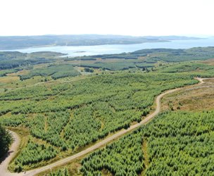 Achnaba Forest, Lochgilphead picture 1