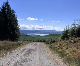 Achnaba Forest, Lochgilphead picture 2