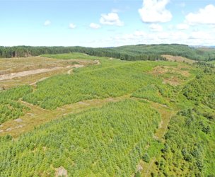 Achnaba Forest, Lochgilphead picture 3