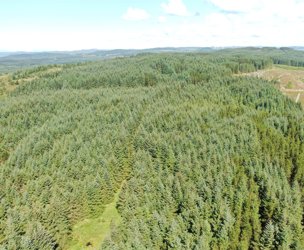 Achnaba Forest, Lochgilphead picture 4