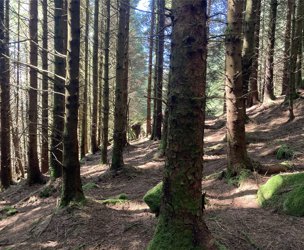 Achnaba Forest, Lochgilphead picture 5