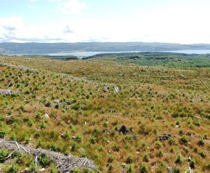 Achnaba Forest, Lochgilphead picture 6