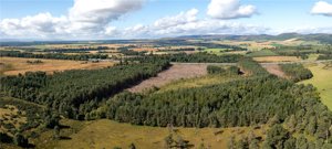 Gelly Wood and Muir Of Thorn, Bankfoot picture 2