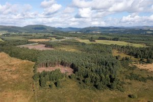 Gelly Wood and Muir Of Thorn, Bankfoot picture 3