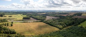 Gelly Wood and Muir Of Thorn, Bankfoot picture 1