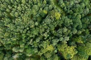 Gelly Wood and Muir Of Thorn, Bankfoot picture 6