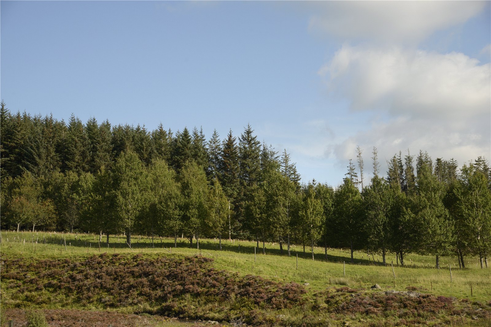 Scotston South, By Aberfeldy picture 6
