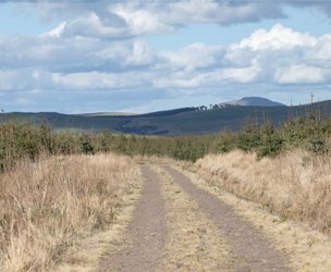Brundeanlaws Woodland, Scottish Borders picture 3