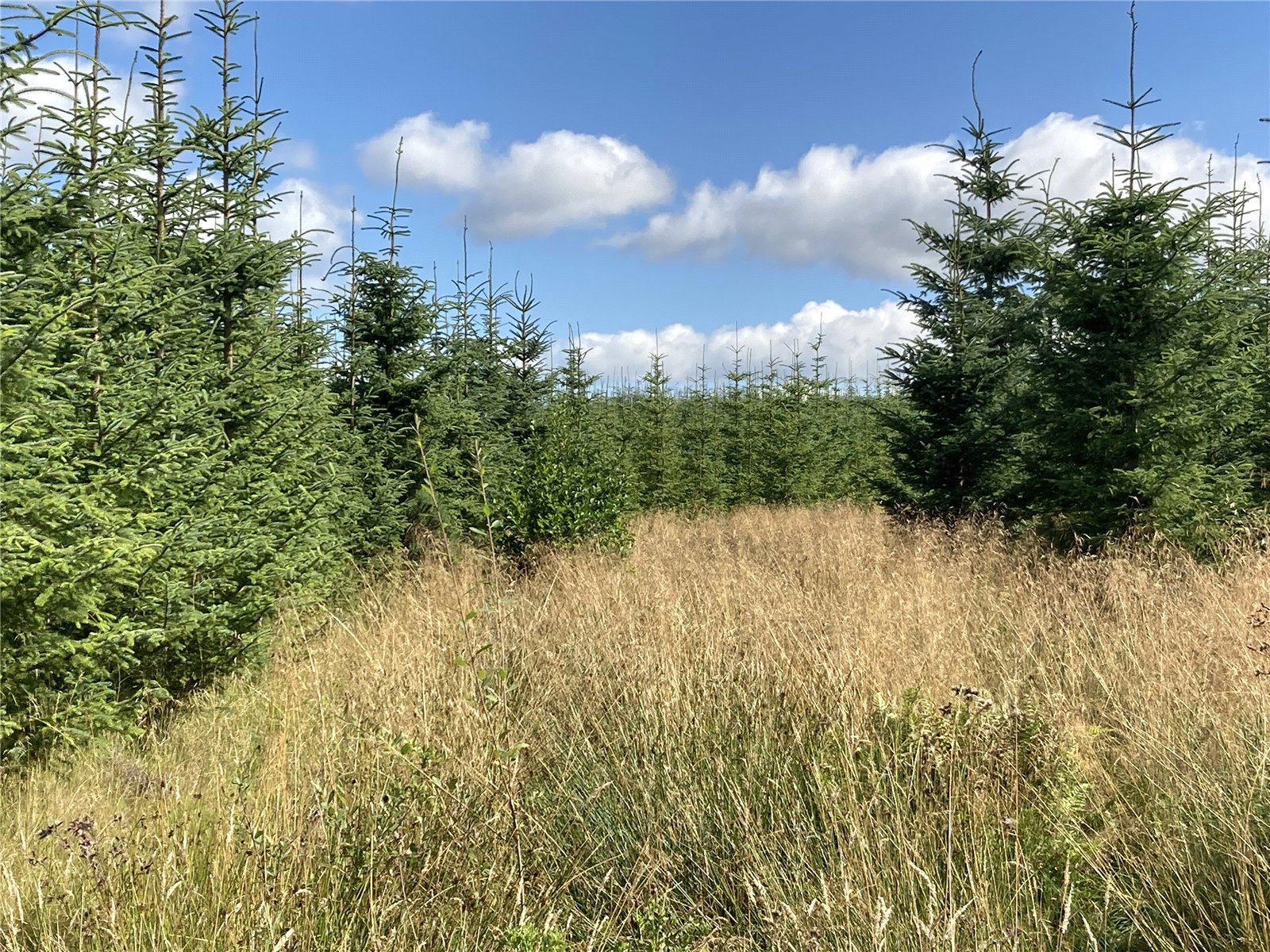 Brae Of Airlie Wood, Airlie picture 1