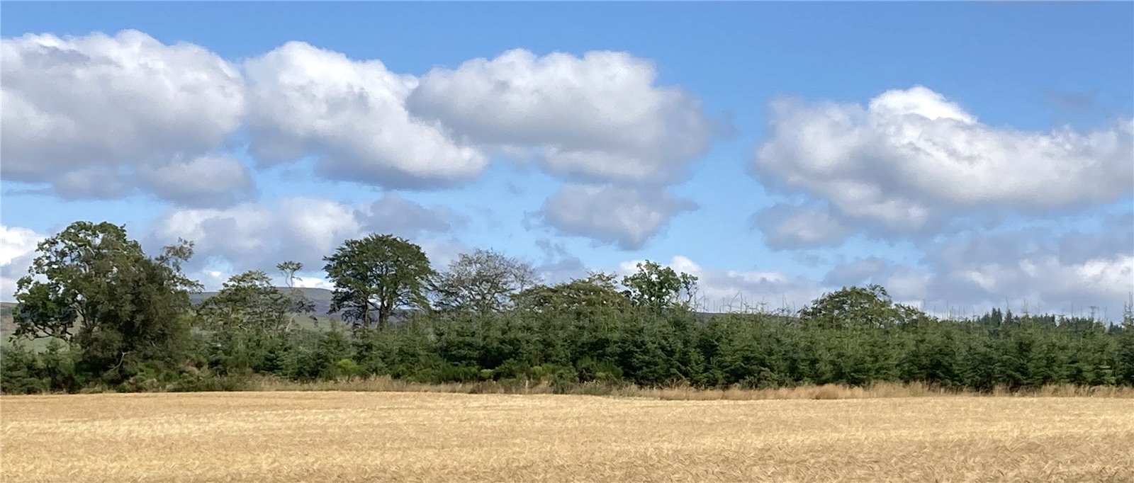 Brae Of Airlie Wood, Airlie picture 2