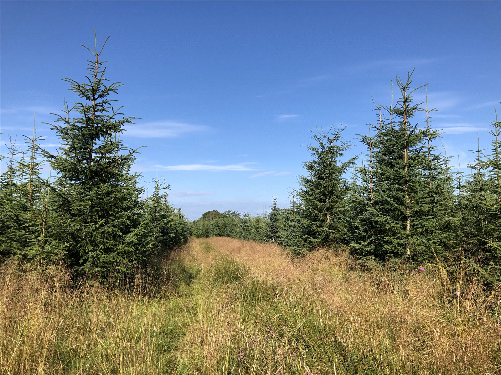 Brae Of Airlie Wood, Airlie picture 6