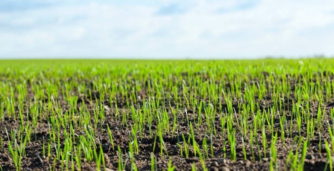 Growing wheat.jpg