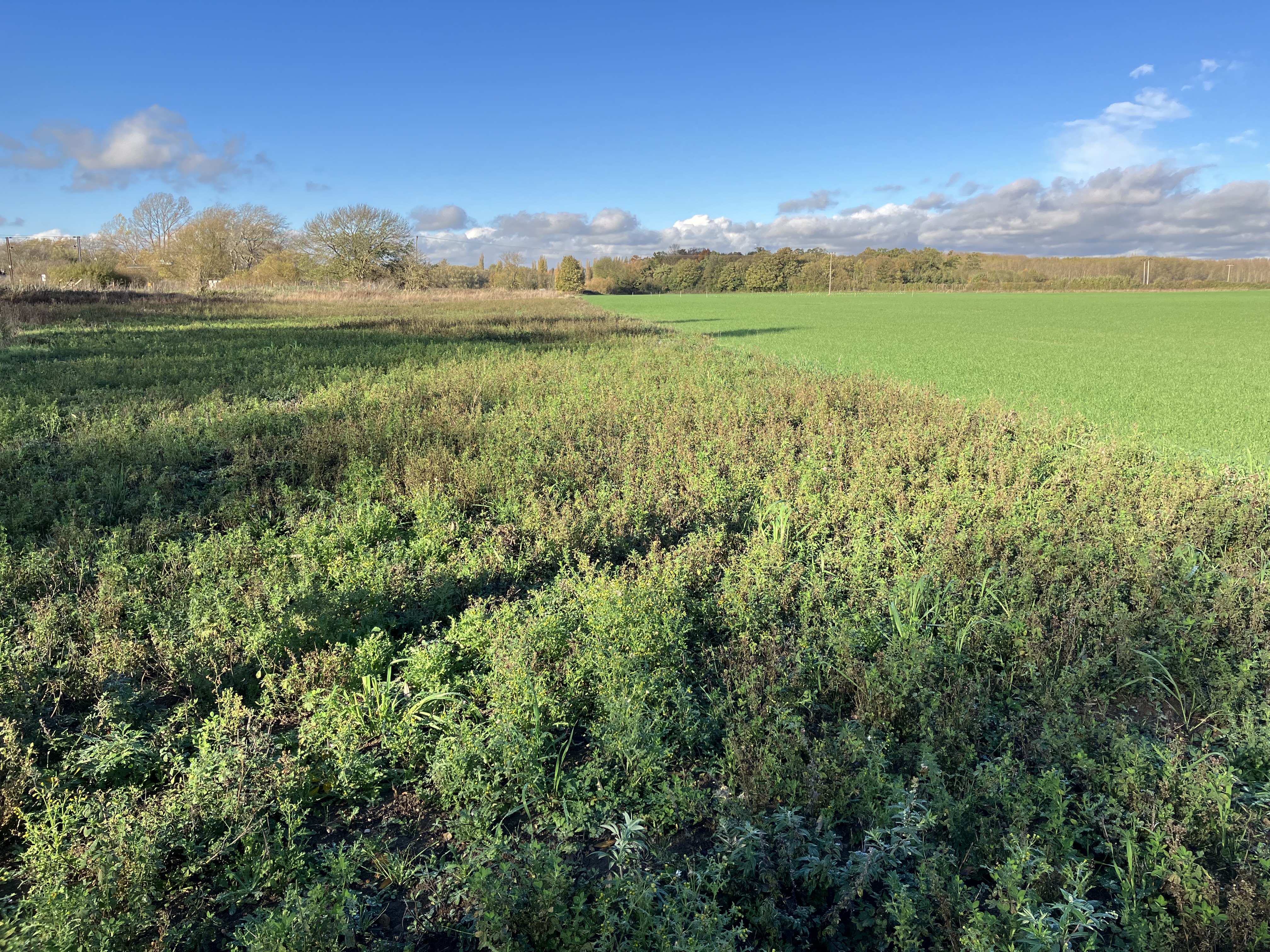 What are the opportunities in Natural Capital Investment?