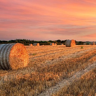 Image of Field with haybale