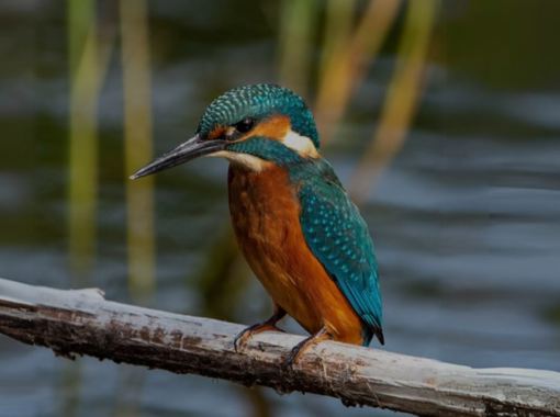 Image of Rural outlook bird