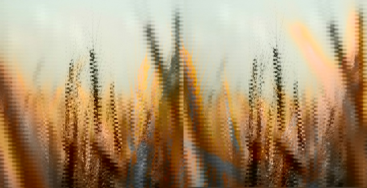 Image of amir-benlakhlef-gtM8tcCoNT0-unsplash (1)