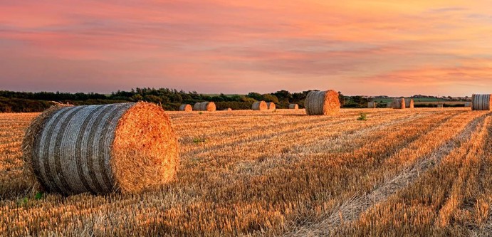 Image of Field with haybale