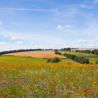 Image of AdobeStock_167963803